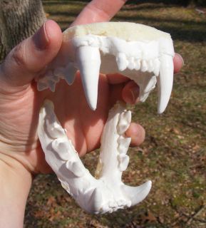 Cougar mountain lion jaws teeth cast taxidermy replica