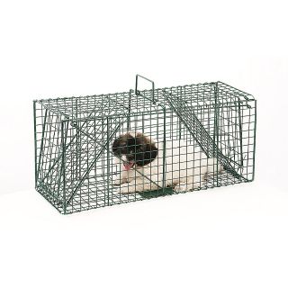 raccoon traps in Animal Traps