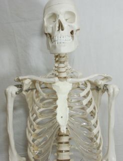 Anatomical Human Skeleton Model Life Size 170cm 66 Inch Good Quality 