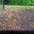   Leaves for High Grade Cherry Crystal Red Shrimp Live Aquarium Tank