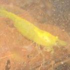   Yellow Shrimp for Plant Tank Aquarium cherry crystal red eats algae