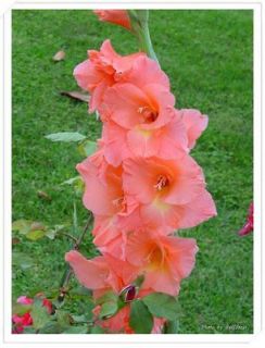 1Bag 2 SeedS Pink Gladiolus Flower Bulbs A060