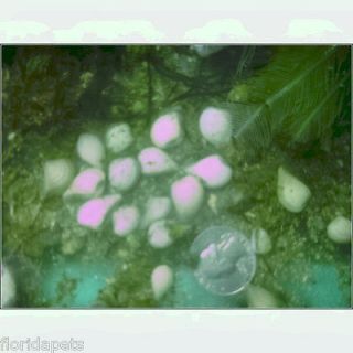 10 TINY CLAMS 18 MICRO STARS 1 PODS REEF SAFE FILTER FEEDERS SAND 