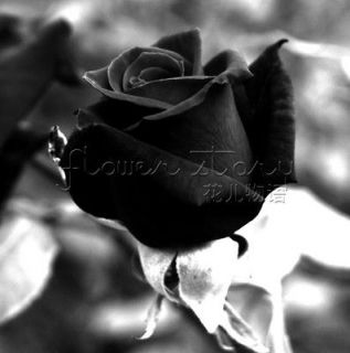 Rose Seed ★100 Black Rose Flowers Seeds China Lover Pretty Gift 