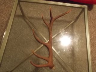 Redtail Deer Stag Antlers (Large) for a knife or lamp stand 28 30 