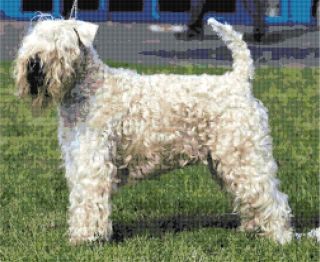 SOFT COATED WHEATEN TERRIER ~ Counted Cross Stitch Art Pattern ~ Dogs