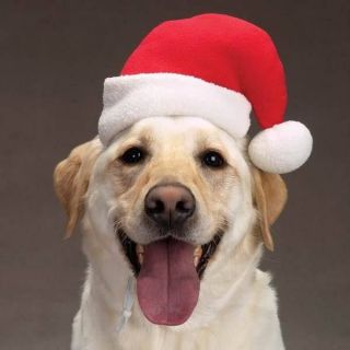 Aria Santa Hat for Dogs or cats small medium large dog hats christmas 