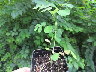 Moringa Oleifera Miracle Drumstick Horseradish Benzolive Fruit Tree 