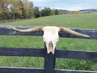 Real long horn bull Buffalo Skull, taxidermy,goth​,vodoo, hunting 