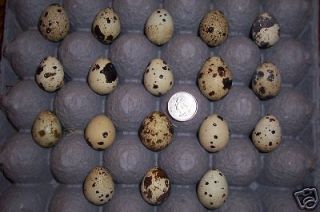   10 Blown Japanese Cortunix Quail Eggs/Rare/ Arts/Crafts/ Easter