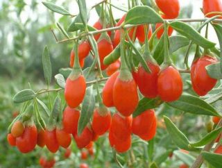 Goji Berry, Lycium chinense, Shrub Seeds (Edible Fruit, Fast Growing)