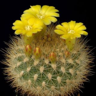 Weingartia neocumingii, rare cactus seed cacti 15 SEEDS