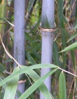 Chinese blue cane bamboo, Bashania fargesia, Wind Break bamboo plant