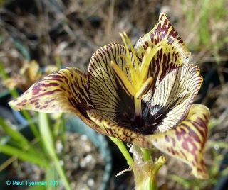 TIGER Flower Lily SEEDS Tigridia vanhouttei Hard 2 Find BULB 