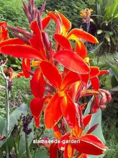 BULBS CANNA LILY RED FIRE GREEN LEAF PLANT FRESH AND VIABLE FROM MY 