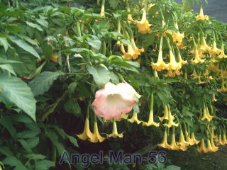 angel trumpet plants in Flowers, Trees & Plants