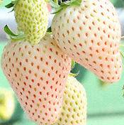 strawberry seeds in Seeds & Bulbs