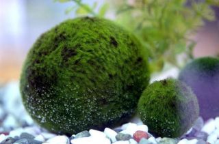 Marimo Moss Ball live aquarium plant java fish tank O