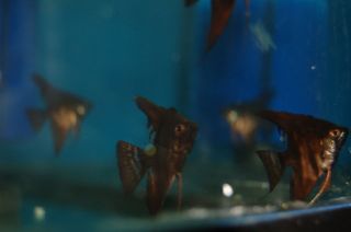 Pet Supplies  Aquarium & Fish  Tropical Fish