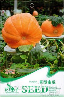 giant pumpkin seeds in Seeds & Bulbs