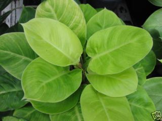 Philodendron Dwarf Moonlight Tropical Plant Rare