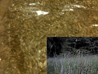 grass seeds in Ornamental Grasses