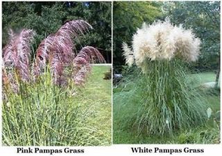 100 seeds OF PINK PAMPAS GRASS AND 100 Seeds OF WHITE PAMPAS GRASS
