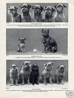BRUSSELS GRIFFON BRUXELLOIS IMAGES OF EARLY DOGS VINTAGE 1934 DOG 