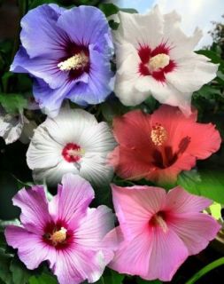 Rose of Sharon 10 Seeds   Hibiscus syriacus   Althea