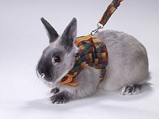 rabbit harness in Small Animal Supplies
