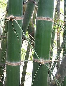 20 Dendrocalamus barbatus Giant Bamboo Seeds