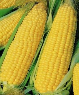 Corn, Truckers Favorite Sweet Yellow non GMO Heirloom 50 vegetable 