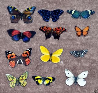 Butterfly Moth Magnets Wholesale Lot of 10 by artist Doug Walpus