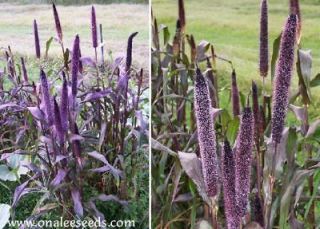 50+ Purple Majesty Millet  Black Ornamental Grass Birds