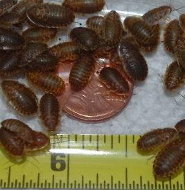 DUBIA ROACH STARTER KIT WITH 400 NYMPHS 