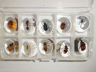 Insect Collection in Insects & Butterflies