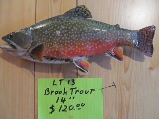 brook trout mount in Hunting