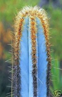   purpureus EXOTIC BLUE COLOR aloe rare cacti cactus seed 100 SEEDS