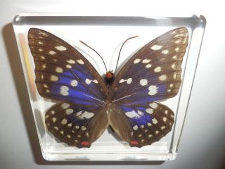 butterfly specimen in Butterflies & Moths