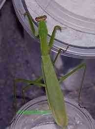   CHINESE PRAYING MANTIS INSECTS LIVE DELIVERY GUARANTEED Live Insects