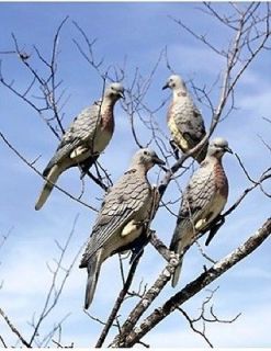 EXPEDITE 4 pack hard plastic clip on dove decoy mourning lot edge 