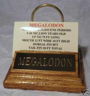MEGALODON SHARK TOOTH STAND GOLD ENGRAVED PLAQUE 4