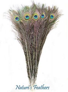 50pcs Real, Natural Peacock Feathers 25   30 Inches