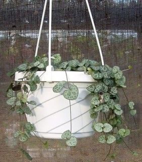   Vine   6 Hanging Basket   Ceropegia woodii   Mothers Day Plant