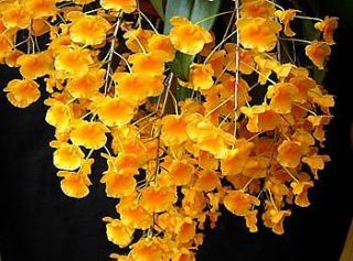 dendrobium orchids in Orchids