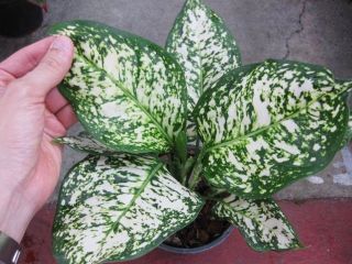   White Unyamanee White Rounded leaf Plant Philodendron Cousin New