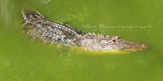 Alligator with Dragonfly on his Eye Panoramic Photography Print 10 x 
