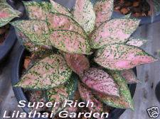 Aglaonema Variegated Supur Rich Tropical House Plant