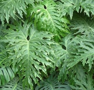 CUT LEAF PHILODENDRON P. selloum TROPICAL SEEDS NEW