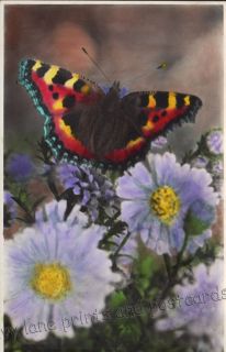 Tortoiseshell Butterfly, coloured real photo postcard, unposted